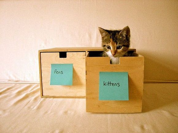 organized kittens image